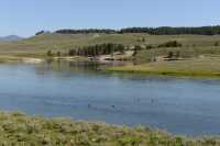 045 Yellowstone River (Bernaches) B