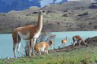 061 guanacos