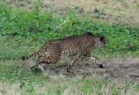 084 L'attaque du guépard