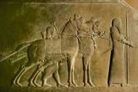 654 Les chasses du roi Assurbanipal