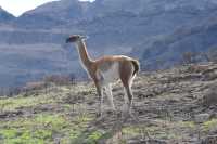057 guanaco