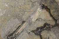 055 Bois fossilisé - Curio Bay