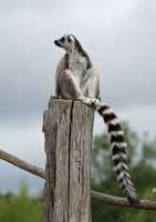 17 Lémurien (Maki Catta)