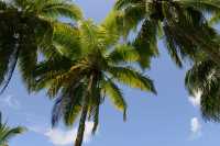 060 Jardin botanique de Motu Ovini