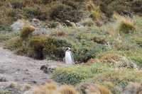 066 Pingouin devant son terrier - Seno Otway