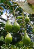 047 Avocats - Fare Hape