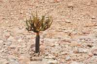 27 Cactus candélabre