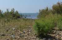 61 Le lac de Tibériade à Tabgha-Dalmanutha