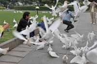 086 Envol des colombes