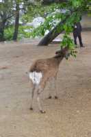 005 Nara - Cerf sika