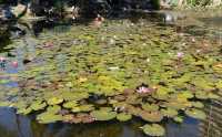 18 Le jardin botanique - Nénuphars