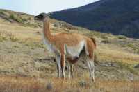 35 Guanacos mère & fils