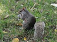 04 Ecureuil à Central Park