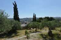 05 Oliviers & Jérusalem