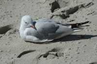 24 Mouette à Moeraki