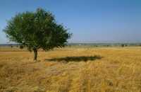 333 Entre Apollonie et Thessalonique