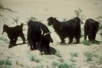 075 Nippur moutons (1° version)