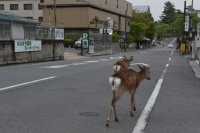 146 Nara - Cerfs sika