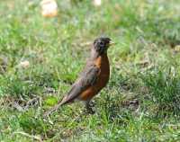 08 Oiseau rouge à Central Park