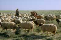 809 Moutons entre l'Euphrate et Palmyre