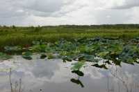 24 Nénuphars - Foog Dam