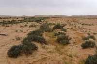 13 Désert près de Shivta