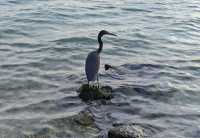 093 Aigrette sacrée (Egretta sacra) B