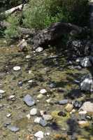 07 Panéas, aux sources du Jourdain - Crabe d'eau douce