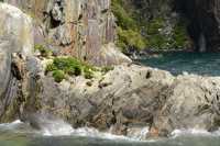 101 Otaries - Milford Sound