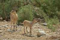 08 Ibex - Mère et cabri