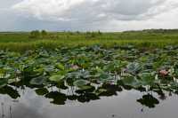 21 Nénuphars - Foog Dam