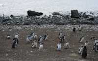 18 Pingouins sur la plage