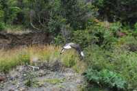 01 Rapaceprès du lac Cucao