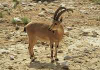 24 Ibex mâle