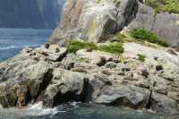 103 Otaries - Milford Sound