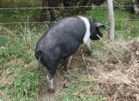 061 Cochon en vadrouille