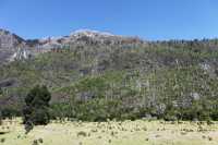 39 Forêt brûlée près de Puelo