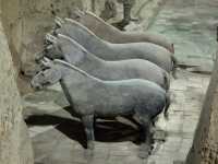 025 Fosse 3 - 4 chevaux **