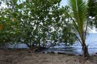 46 Palétuvier - Côte ouest de Moorea