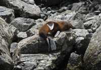 112 Otarie à Milford Sound