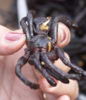 08-Araignée & assaisonnement *