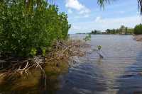 122 Palétuviers - Baie de Povai B