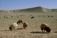 810 Moutons entre l'Euphrate et Palmyre
