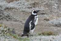 045 Pingouin - Seno Otway (Nord-ouest de Punta Arenas)