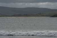 086 Dauphins d'Hector (céphalorhynques)