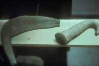 001 Tell Al-Akir - faucilles (4000)