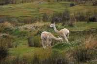 008 Vigognes tondues