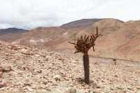 23 Cactus candélabre