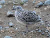 39 Poussin de goéland