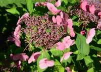 78 Jardin des plantes